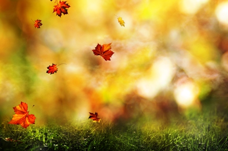 DuongChieuLaRung-minhhoa