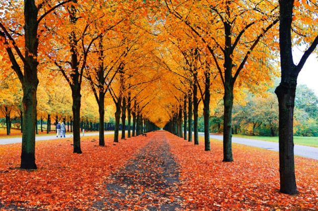 ThuCongVien-NguyenSon