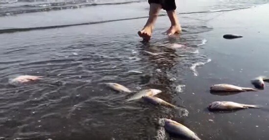 ThuongCaMienTrung-HoMinhTai