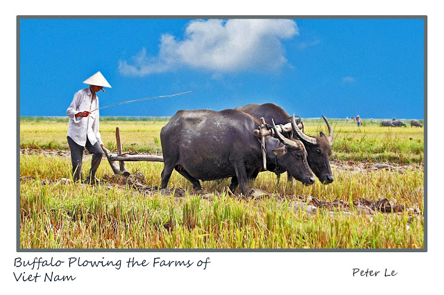 BUFFALO PLOWING THE FARM OF VN A2 (1)