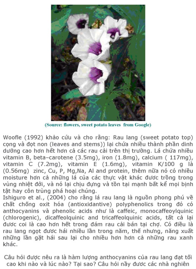 khoai-lang-sua-chua-xong_page_13