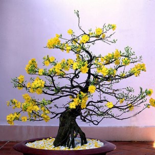 chon-mai-the-choi-tet-2