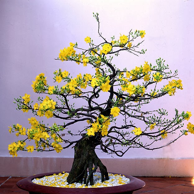 chon-mai-the-choi-tet-2