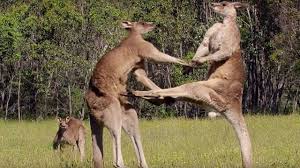 nu-cuoi-kangaroo-4