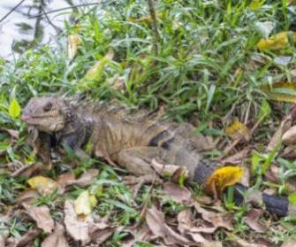 iguana-lizard-green-212956