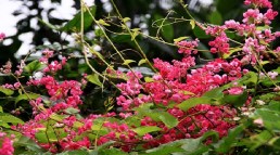 Bai tho cuoi cung 02