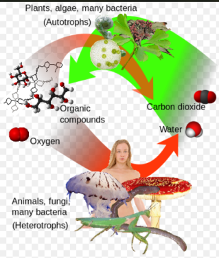 Ngay nuoc the gioi 2017 12
