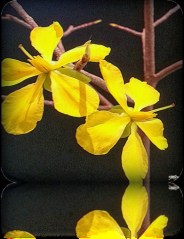 Tuong lai hoi tuong 05