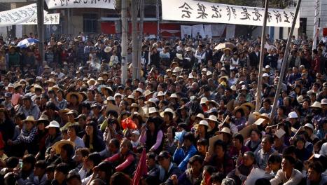 Canh chim bao bao 01