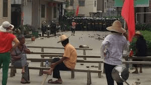 Canh chim bao bao 02