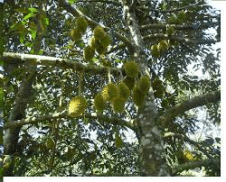 sau rieng va tien 01