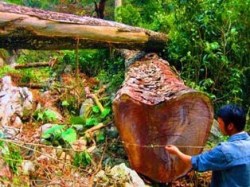 Song Mekong dang lam nguy 09