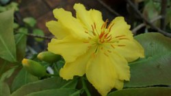 nhung ngay giap tet 01