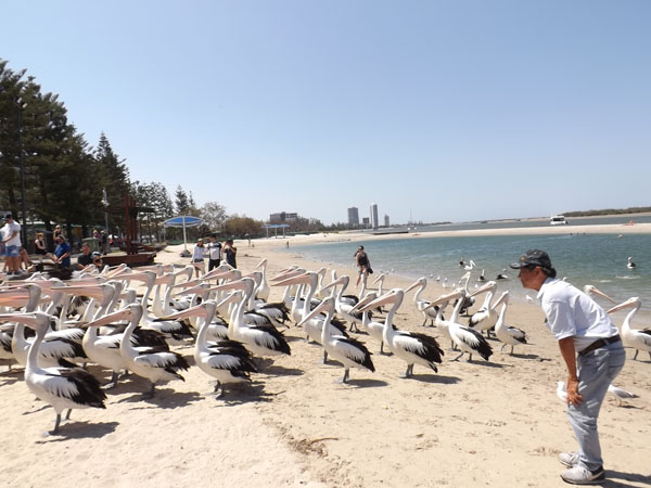 dat lanh chim dau 03