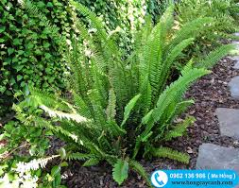 nhung chiec la thoi gian 02