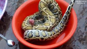 vo ray uong ruou de 02