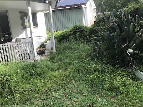 Trai Hoa vang clean 07