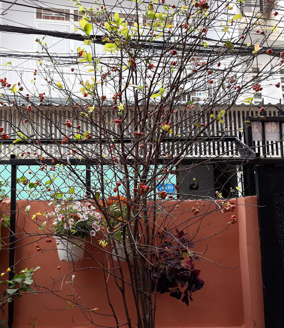 thuong cay mai gia 01.jpg