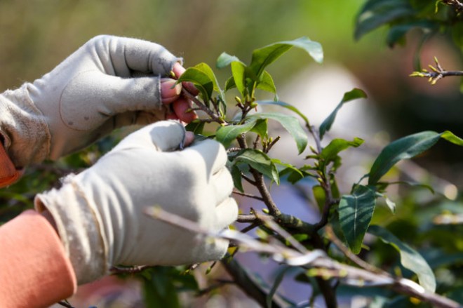 thuong cay mai gia 02