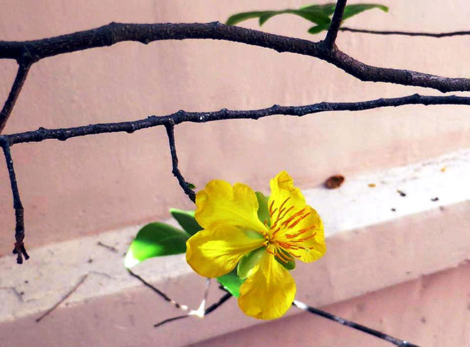 thuong cay mai gia 03.jpg