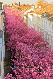 thang tu hoa dao no 01.jpg