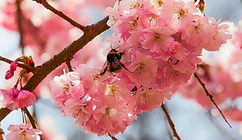 thang tu hoa dao no 02.jpg