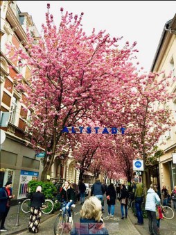 thang tu hoa dao no 04.jpg