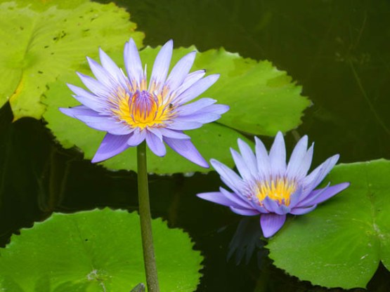 chu minh trong tieng viet 01.jpg