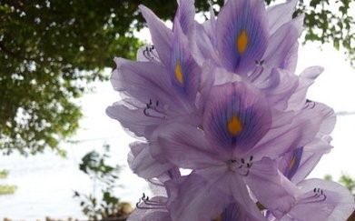 doc bao ngay chu nhat 01