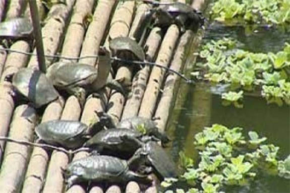 hoang da cuoi tuan 03