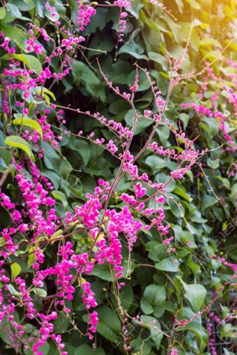 Huyen thoai mot nang tho 02