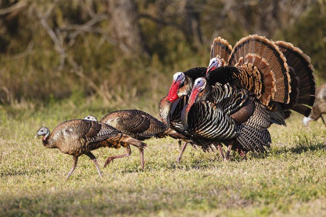 thanksgiving 2019 04
