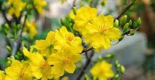 GioChuongVaDongBangSongCuuLong 06