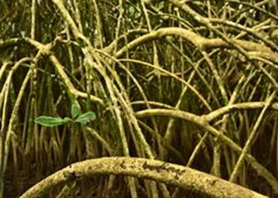 Ngay dai duong the gioi 11